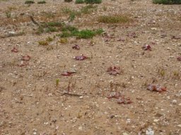 Diplosoma retroversum pioneering bare ground